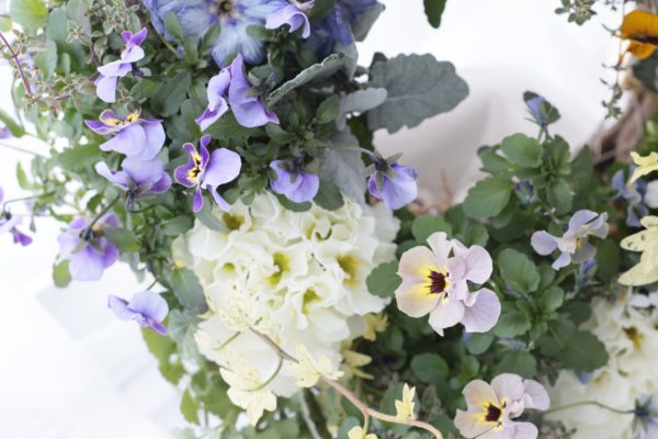 ビオラとジュリアンのリース